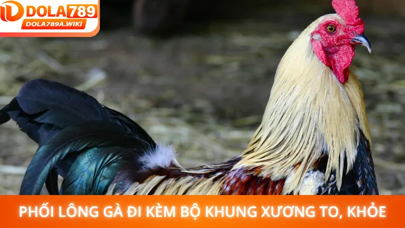 Phối màu lông gà luôn đi kèm bộ khung xương to, khỏe