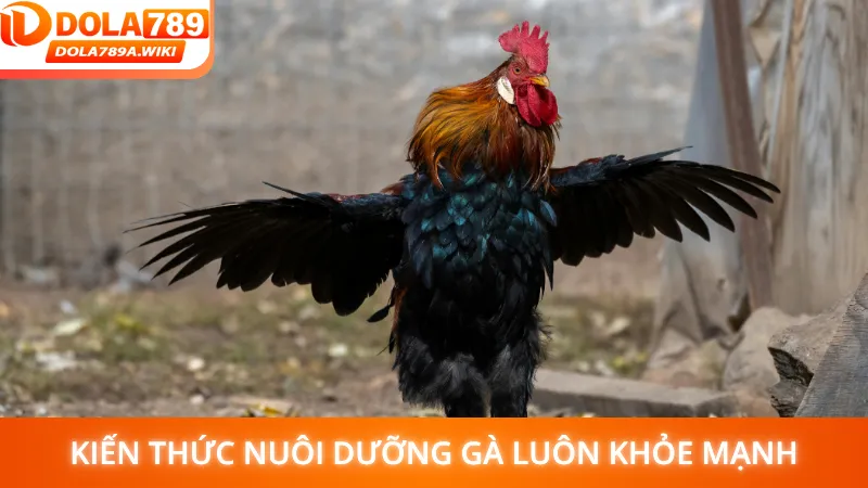 Kiến thức nuôi dưỡng gà luôn khỏe mạnh