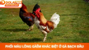 Phối Màu Lông Gà