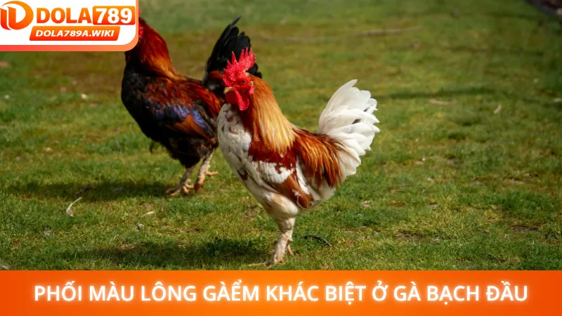 Phối Màu Lông Gà